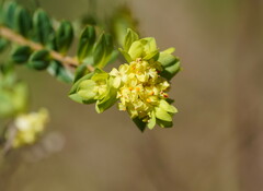 Pimelea flava flava
