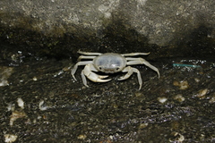 Geothelphusa cinerea