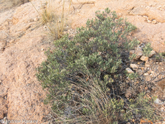 Searsia magalismontana magalismontana