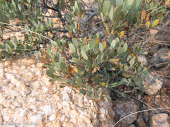 Searsia magalismontana magalismontana