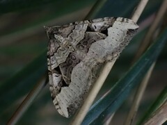 Xanthorhoe semifissata