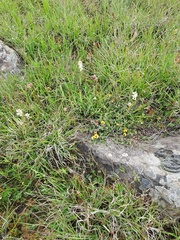 Stackhousia subterranea