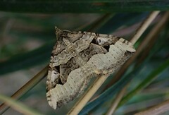 Xanthorhoe semifissata