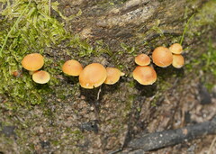 Hypholoma fasciculare