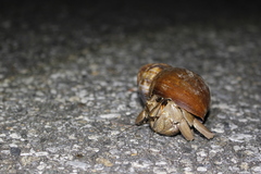 Coenobita