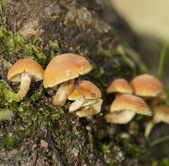 Hypholoma fasciculare