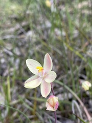 Thelymitra × macmillanii