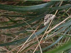 Xanthorhoe semifissata