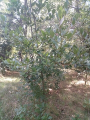 Laurus nobilis