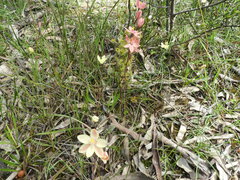 Thelymitra × macmillanii