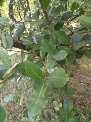 Laurus nobilis