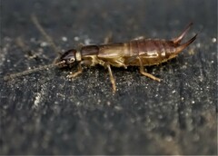 Nesogaster halli