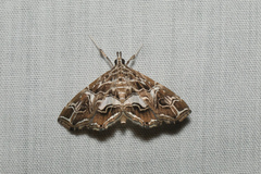 Paracymoriza vagalis