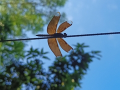 Neurothemis fulvia