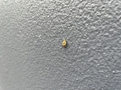 Harmonia testudinaria