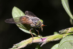 Tabanus australicus