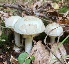 Amanita citrina