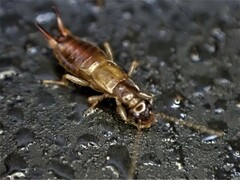 Nesogaster halli