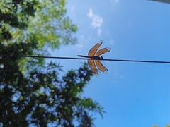 Neurothemis fulvia