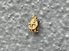 Harmonia testudinaria