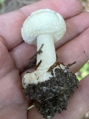 Amanita citrina