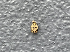 Harmonia testudinaria