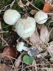 Amanita citrina