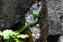 Trimeresurus stejnegeri