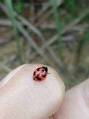 Coccinella transversalis