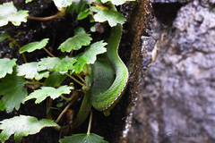 Trimeresurus stejnegeri