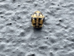Harmonia testudinaria