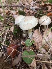 Amanita citrina