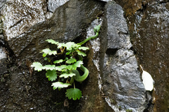 Trimeresurus stejnegeri