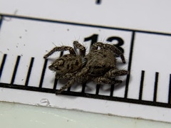 Habronattus coecatus
