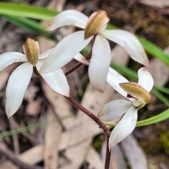 Caladenia cucullata