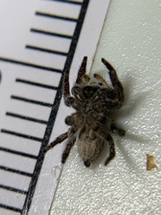 Habronattus coecatus