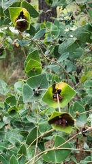 Lonicera implexa