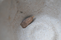 Dichomeris ventrellus