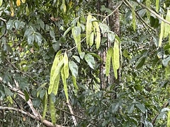 Albizia lucidior