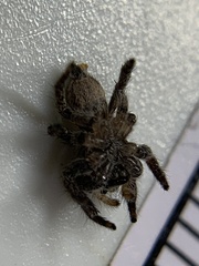 Habronattus coecatus