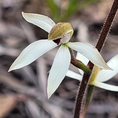 Caladenia cucullata