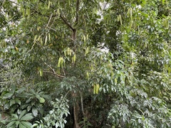 Albizia lucidior