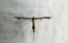 Lantanophaga pusillidactylus