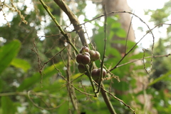 Alchornea