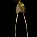 Epidendrum longipetalum - Photo (c) Jorge Daniel Cornu,  זכויות יוצרים חלקיות (CC BY-NC-ND)