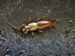 Nesogaster halli