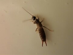 Nesogaster halli