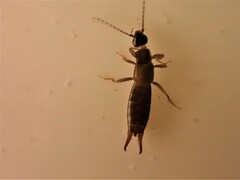 Nesogaster halli