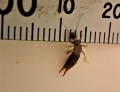 Nesogaster halli