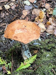 Leccinum versipelle